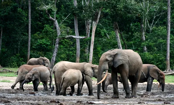 elefanti de padure africani