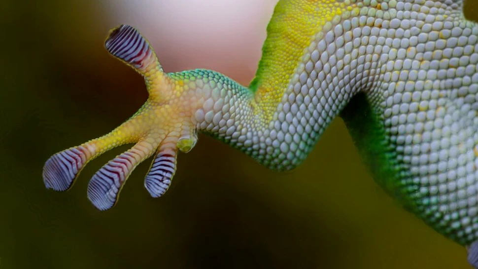 Șopârlele Gecko dețin superputeri, iar cercetătorii le-au aflat, în sfârșit, secretul