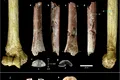 Un os incredibil de mic ar putea rezolva un mister din arborele genealogic al oamenilor