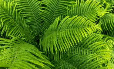 Ferigile care „evoluează invers” pun la încercare ipotezele despre evoluția plantelor