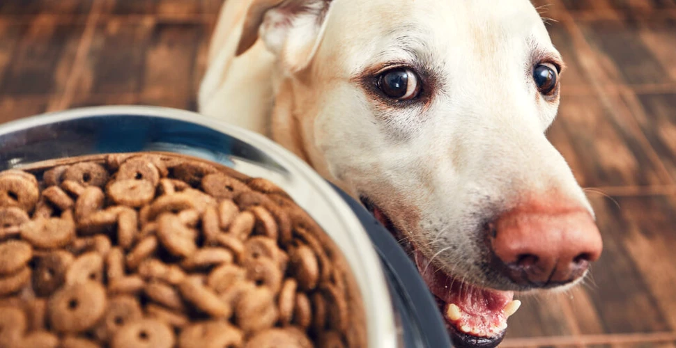 Cât de des ar trebui să-ți hrănești câinele? Iată ce spun specialiștii