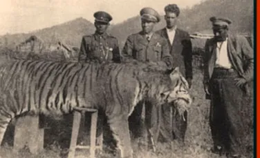 Tigrii si gheparzii apropie Rusia de Iran