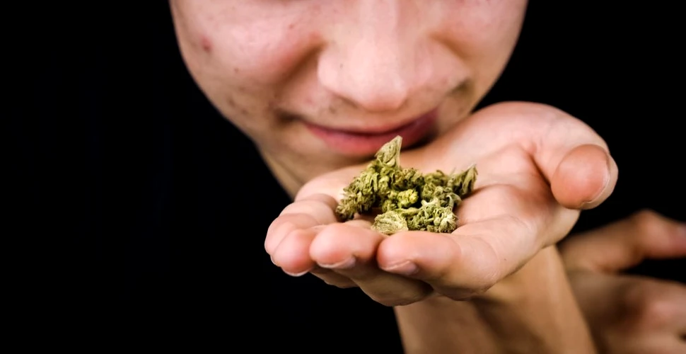 Cercetătorii au înțeles, în sfârșit, cum apare mirosul înțepător al plantei de cannabis