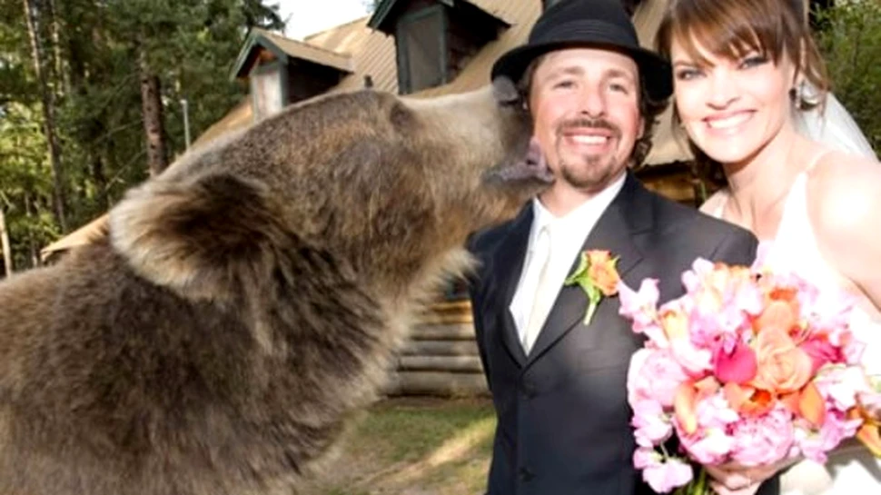 Nu aveti cavaler de onoare? Ce ziceti de un urs Grizzly?