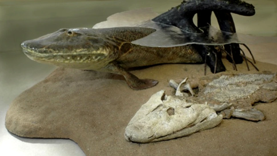 Pestele cu picioare, veriga lipsa in lantul evolutiei