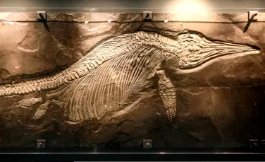 Surpriza găsită de arheologi în fosila unei reptile marine, veche de 131 de milioane de ani