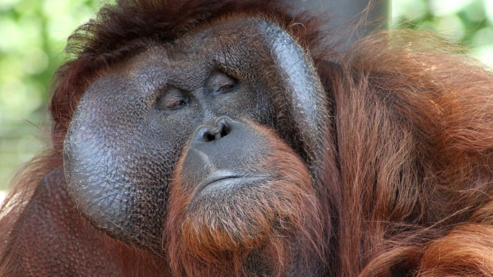 În ultimii 70.000 de ani, urangutanii au încercat să se adapteze apariţiei oamenilor