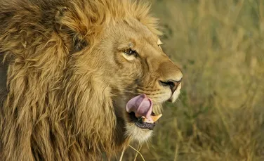 Răzbunarea animalelor: un braconier a fost omorât de un elefant apoi mâncat de lei în Africa de Sud