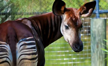 Okapi – o misterioasă creatură a junglei
