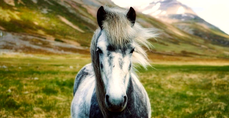 Nici nu ştiai că există cai aşa frumoşi. Un fotograf a surprins o specie spectaculoasă de cai islandezi fix în elementul lor. FOTO