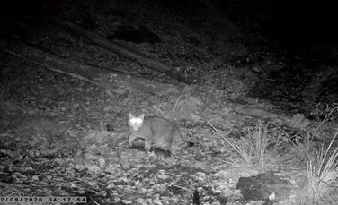 Imagini rare cu o pisică sălbatică în Parcul Național Semenic-Cheile Carașului