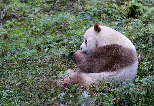 Ursul panda care a devenit o celebritate datorită culorii sale neobişnuite 