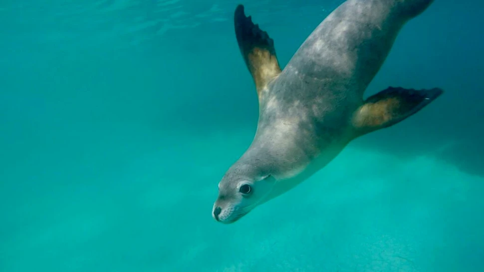 Test de cultură generală. Care este diferența dintre lei de mare și foci?