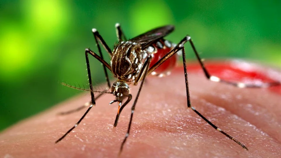 Efectele provocate de virusul Zika asupra creierului uman