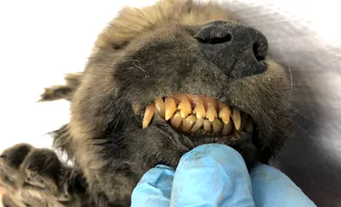 E lup sau câine? O creatură care a stat 18.000 de ani în permafrostul din Siberia i-a uimit pe oamenii de ştiinţă