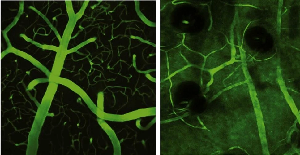 Sângele fluorescent de șoarece ne va ajuta să înțelegem mai bine bolile cerebrale