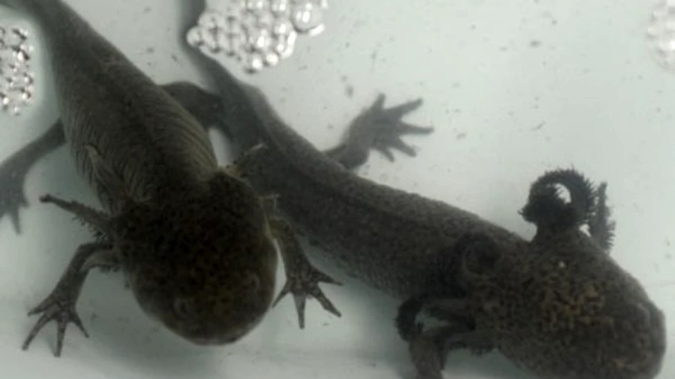 Secretul regenerarii este detinut de o salamandra