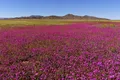 Florile umplu acum cel mai arid deșert de pe planetă. Cum este posibil?