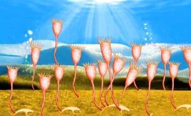 Creaturi bizare: ce erau straniile „flori” marine cu tentacule care au trăit în urmă cu 520 de milioane de ani?