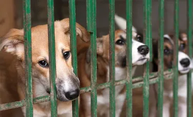 Carnea de câine, INTERZISĂ în cadrul festivalului controversat din Yulin. Anual, în China, sunt ucise pentru consum 4 milioane de pisici şi 10 milioane de câini