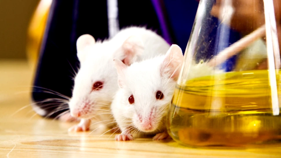 Experiment de „umanizare” a unui animal: ce s-a întâmplat cu şoarecii cărora le-a fost transplantată o „genă a limbajului” de la om?