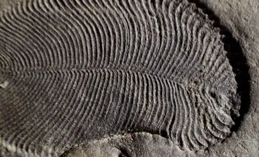 ”Sfântul Graal al paleoantropologiei”: A fost descoperită cea mai veche fosilă a unui animal