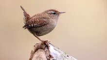 Păsările izolate pe insule evoluează diferit față de restul speciei