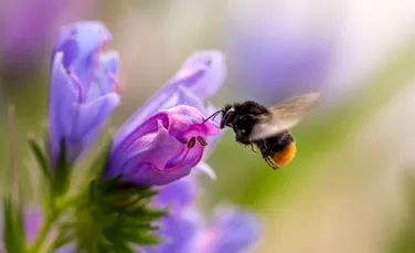 Albinele primesc o șansă în plus: un nou supliment creat pentru a stopa declinul coloniilor