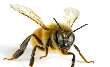 Albinele pot numara. Pana la patru