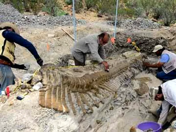 Descoperire rară: arheologii au dezgropat o coadă de dinozaur intactă