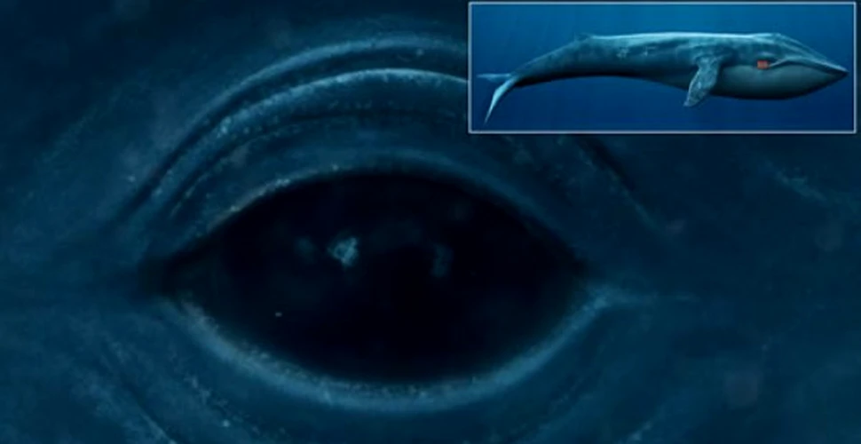 O balena albastra in marime naturala chiar pe monitorul tau!