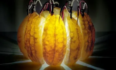 Cum puteţi obţine singuri curent electric, cu ajutorul fructelor? Galerie FOTO impresionantă