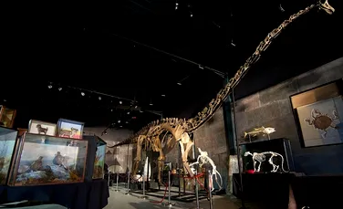 „Misty”, scheletul unuia dintre cei mai mari dinozauri care au trăit vreodată, vândut cu 480.000 de euro