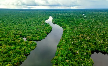 Ar putea pădurea amazoniană să supraviețuiască unei secete lungi?