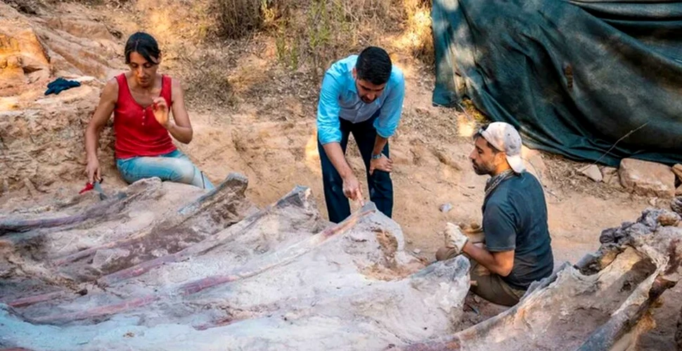 Cel mai mare schelet de dinozaur din Europa, descoperit în Portugalia
