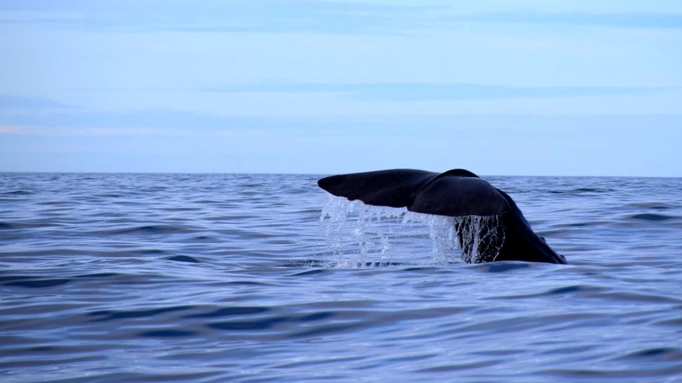 Oase de balenă din perioada medievală descoperite în Scoția