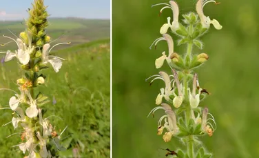 O nouă specie de plantă a fost descoperită în România