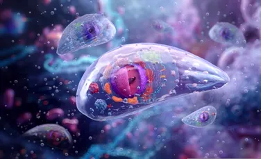 Cercetătorii au descoperit cum s-ar putea curăța creierul nostru de un parazit comun