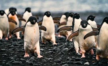 Dronele i-au ajutat pe cercetători să observe un milion de pinguini