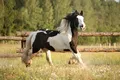 Cele mai ciudate fobii ale oamenilor legate de animale