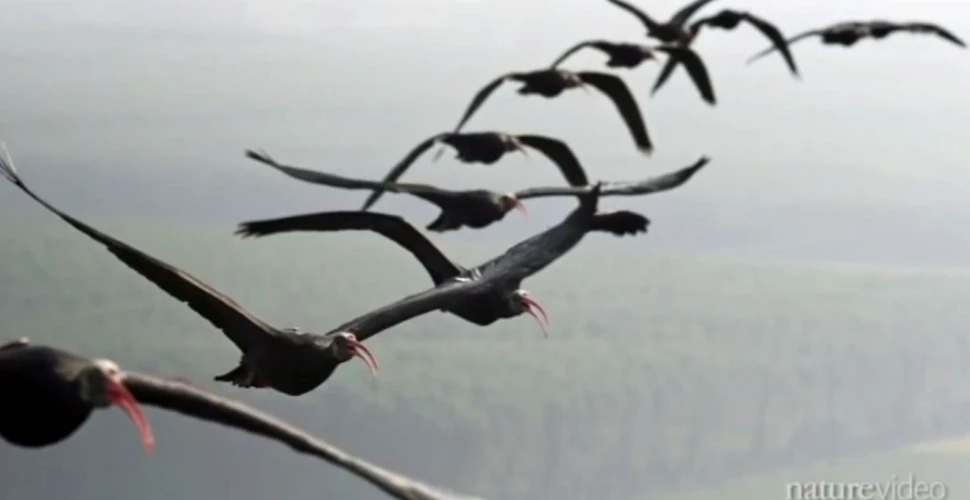 De ce zboară păsările în stoluri în formă de „V”? Unul dintre cele mai mari mistere ale naturii a fost descifrat (VIDEO)