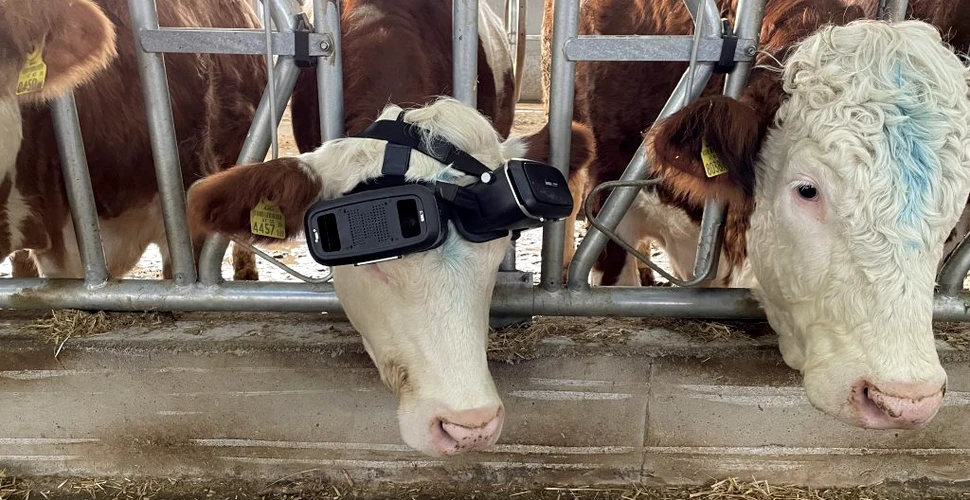 De ce își echipează fermierii vacile cu ochelari VR? Calitatea și cantitatea laptelui, în creștere