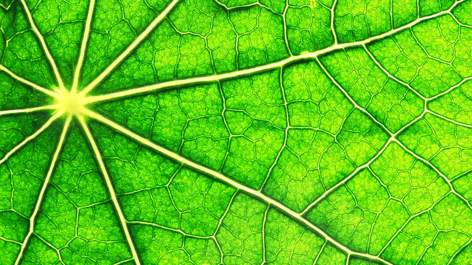 O descoperire revoluţionară aduce mai aproape de realitate combustibilii 100% regenerabili