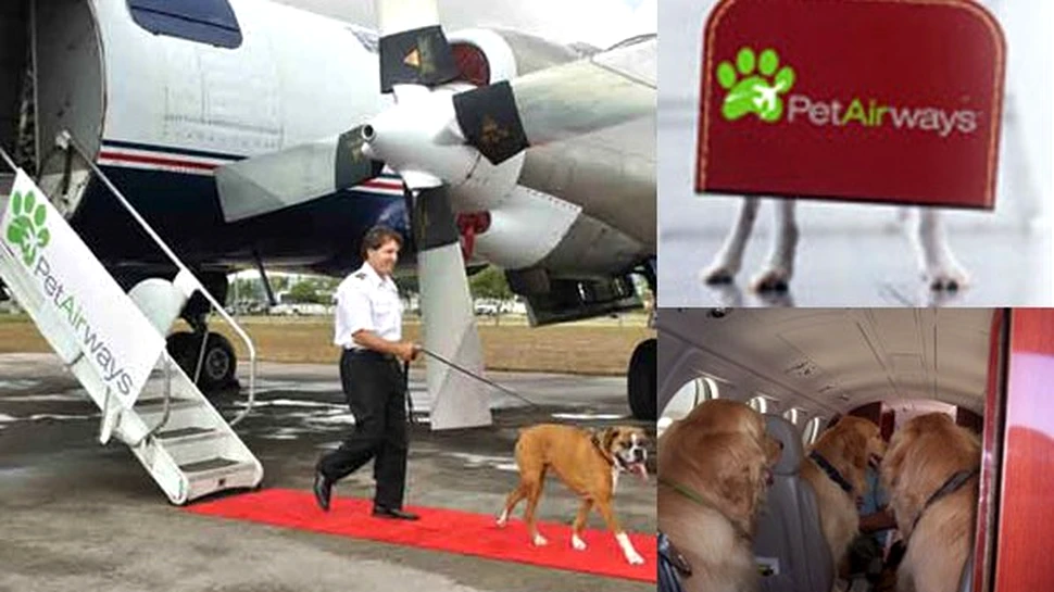 Atentie, a decolat pisica!