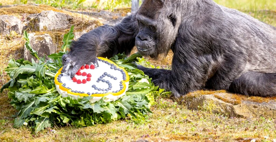 Povestea celei mai bătrâne gorile din lume. Fatou a împlinit 65 de ani