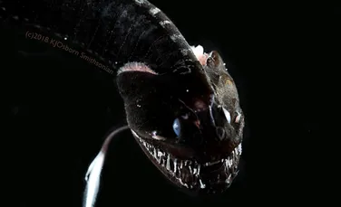 Oamenii de știință au descoperit creaturi la fel de întunecate ca „Vantablack”, în adâncurile oceanelor