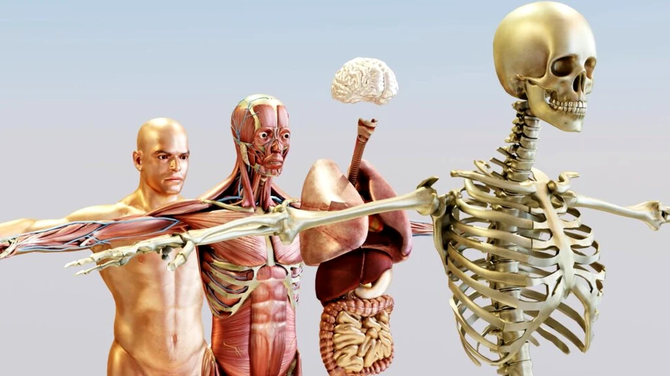 Test de cultură generală. Câte coaste au oamenii?