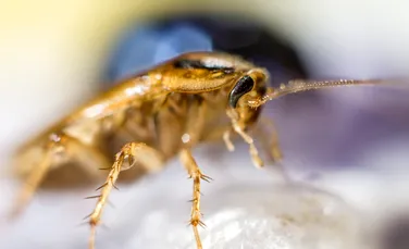 Spermă fosilizată de gândac, găsită în premieră în chihlimbar vechi de 30 de milioane de ani