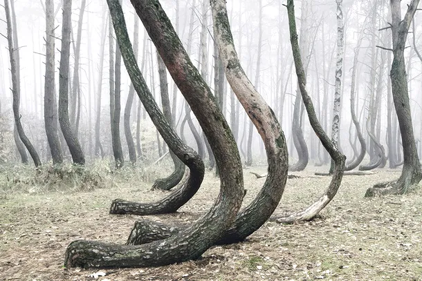 Peste 400 de arbori curbaţi din Polonia sunt încă un mister pentru cercetători