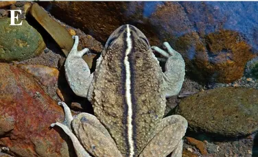 O specie rară a fost redescoperită după 130 de ani